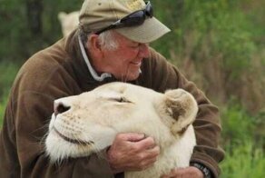 Защитника природы во время игры растерзали две его любимые белые львицы