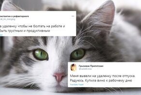 Удаленка 2.0: пользователи соцсетей раскрывают все карты