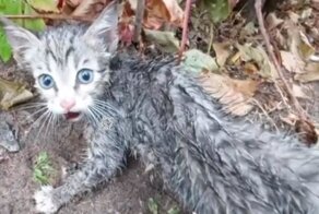 Пассажир и водитель столичного такси спасли котёнка из-под колёс автомобиля: видео