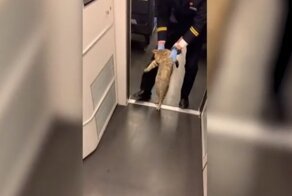 Безбилетную кошку забавно вывели из поезда