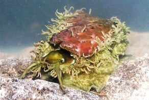 Морское ухо: Тот, кого мы едим, кем лечимся, кого носим на теле