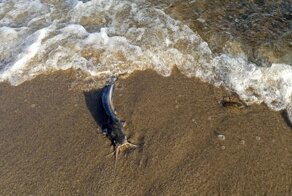 "Пляж дохлых сомов": берег водохранилища в Волгограде засыпало мертвой рыбой