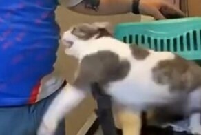 Кот, который терпеть не может ветеринарные клиники
