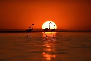 Танцы фламинго