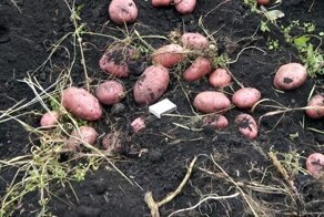 Картошка выходит сама: простая картофелекопалка для мотоблока которую легко повторить