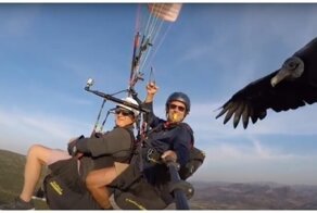 Можно я тут с вами полетаю? Стервятник составил компанию парапланеристам
