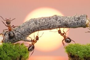 Как могут муравьи