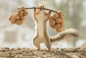 Сколько жмешь? Шведский фотограф заснял забавную белку-качка