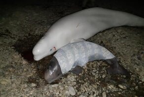 В Хабаровском крае спасли двух белух и детёныша