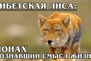 ТИБЕТСКАЯ ЛИСИЦА: Любительница пищух с квадратной головой | Интересные факты о лисицах