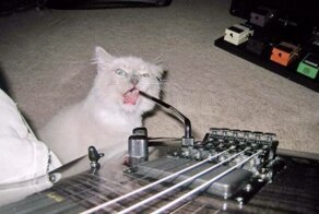 Котовсячина