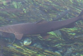 Самая опасная рыба российских рек