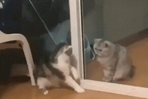 Как кошка с кошкой