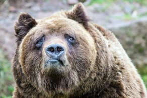 В Нижегородской области медведь напал на мужика, шедшего за водкой
