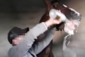 Жокей напоил лошадь шампанским к возмущению зоозащитников