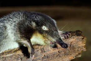 Русская выхухоль — современница мамонта