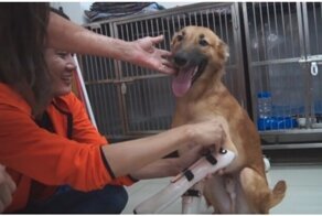 Пёс начал прыгать от счастья, когда получил протезы