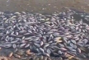 "Вонь стоит на километры": в Калмыкии тысячи рыб погибли в водохранилище