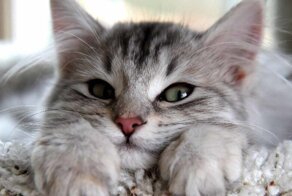 Научный труд: как подмигнуть коту, чтобы ему понравилось