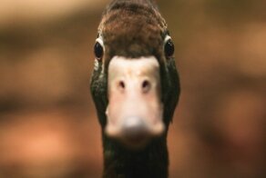 Охотничьи зоонозы: когда утка опасней ружья