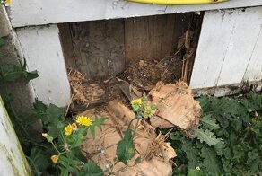 Парни нашли в стене старого дома 60 бутылок контрабандного виски из 1920-х: видео