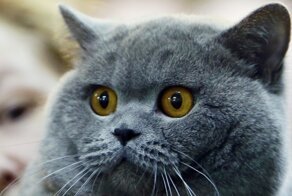 Все о кошках