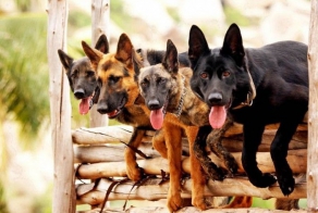 Собаки-коммандос (13 фото)