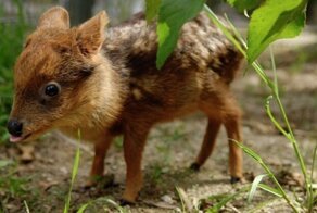 Мир мимимишных малюток: кто такой пуду и чем ему грозит встреча с кодкодом