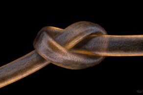 Мир под микроскопом: лучшие фото с конкурса Nikon Small World Photomicrography 2020