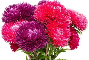 Астры: земные звездочки осеннего небосвода