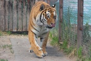 Купание бенгальского тигра в зоопарке попало на видео