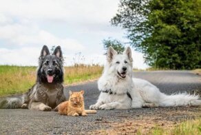 Хозяева принесли домой раненого кота, и боялись реакции собак