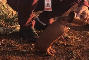 Сердобольный бразилец спас изнывающего от жажды броненосца