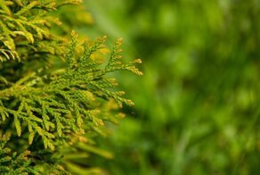 Как сохранить тую красивой и здоровой и избежать появления порыжевшей хвои?