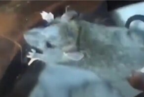 Грызун вывел своё мастерство маскировки на новый уровень