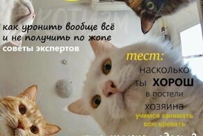 Журнал, который втайне выписывает твой кот