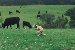 Юмор не для всех: календарь на 2021 год с какающими собаками