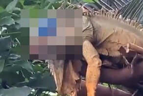 Игуана с самой крутой повязкой на глазу