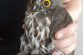 Перепуганное чудо:&nbsp;беззащитного маленького совенка от стаи сорок спасли сотрудники ОМОНа в Хабаровске