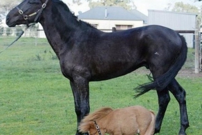 Карликовая лошадь Koda (10 фото)