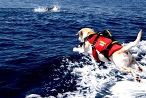 Лабрадор: Мастер на все лапы. Способности универсальной породы