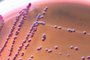 Рассказ о животных с гиперспособностями