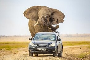 Гигантская слониха чуть не затоптала автомобиль в Кении