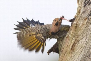 Скворцы прилетели (4 фото)