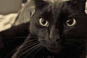 Кот вернулся домой после 8 лет отсутствия