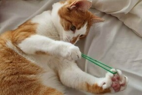 Рыжие морды