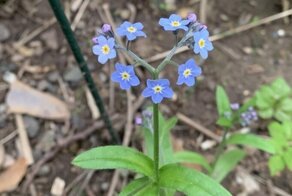 12 новых подарков от природы, которые впечатляют человеческий разум