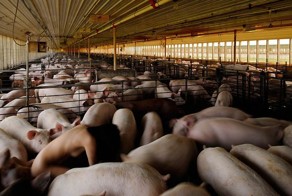 Фотопроект Миру Ким «Я свинья, значит, я существую» (15 фото)