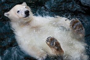 Полный релакс: молодой белый медведь наслаждается водичкой