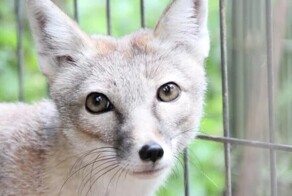 Брошенные экзотические животные. Куда обращаться?